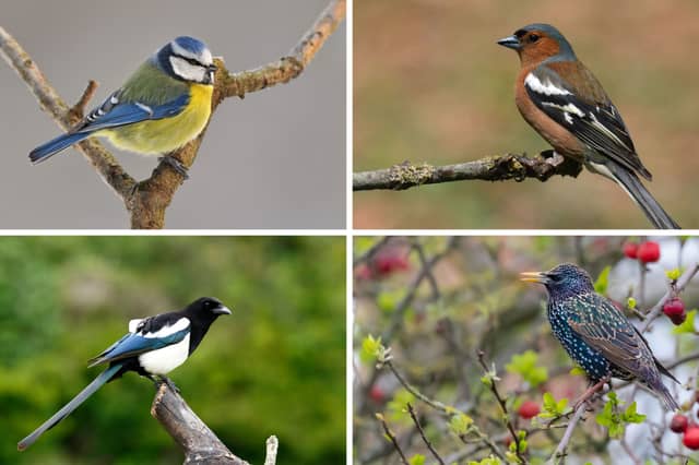 Four of the birds most commonly found in Scottish gardens.
