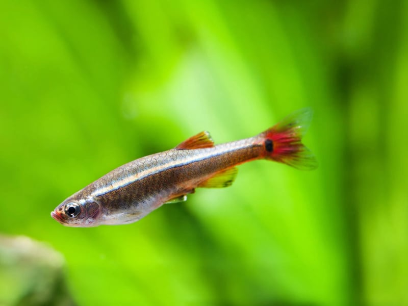 Another species native to China, the White Cloud Mountain Minnow is pretty much extinct in its native habitat, due to a compbination of pollution and tourism. Thankfully, they look likely to live on forever in aquariums. Small, peaceful, and great for beginners, these minnows enjoy cooler water. They're schooling fish with subtle beauty and do best in groups with live plants and gentle currents.