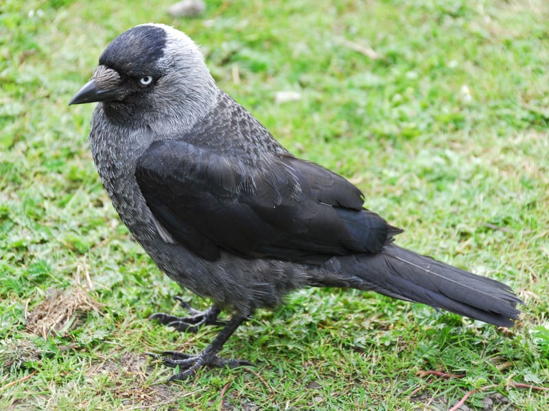 Completing our list of the 13 most common garden birds in Scotland for 2025 is the jackdaw. They daw the biggest year-on-year increase of any bird in the top 20 - up a huge 13.2 per cent. They are famous for being drawn to shiny objects which they will happily steal and place in their nests.