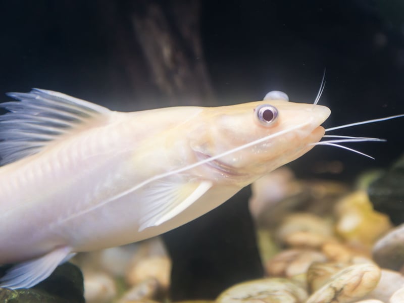 If you are looking for afish to rid your unheated aquarium of algae then the Bristlenose Plecos, or Bristlenose Catfish, is a great choice - they love munching on the green stuff. Originally from South America, they are peaceful and don't grow too large (like their close cousin the Common Pleco). They look exactly as the name would suggest!