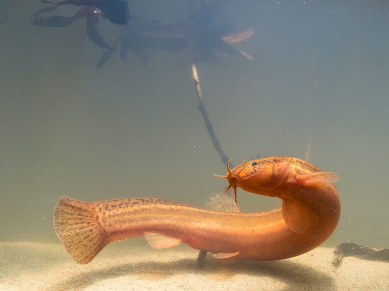 Also known at the Dojo Loach, the Weather Loach is so named for its ability to sense barometric pressure changes - frantically swimming or standing on end when a storm is approaching. Native to East Asia, they are playful and quirky bottom-dwellers that enjoy cooler water with plenty of hidey-holes.