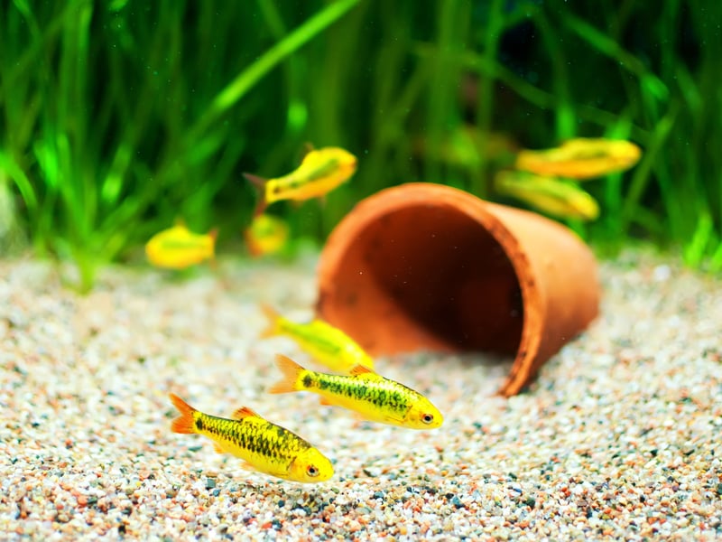 Tough and attractive, Gold Barbs are social, cool-water fish native to the Red River basin in southeast Asia. Their shimmering gold coloration brightens any tank, and they do best in small schools with plenty of swimming space.