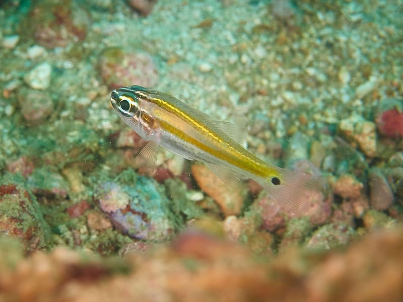 Also known as the Glassfish, the Ricefish gets its name from the fact that it can be found swimming around Asian rice paddy fields. Tougher than they look, they don't mind cool water and are the perfect fish for those who only have room for a small aquarium.