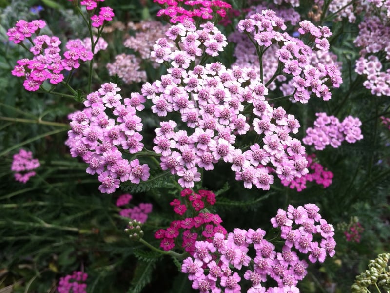 Another great choice for poor-quality soil is Yarrow - which most commonly produces white flowers but is also available in everything from soft pastels to brilliant shades of red, orange, and gold. It has no issue with wind either - meaning it can even thrive in exposed coastal gardens in Scotland. It does still need sun though.