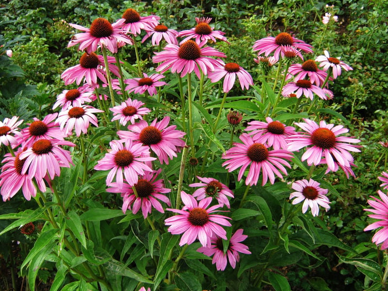 Another plant beloved of a myriad of welcome pollinating insect, the Purple Coneflower is native to the prairies and woodland of North America. It will still happily grown in sunlit Scottish soil though, creating pink-purple blooms all the way from June to September.