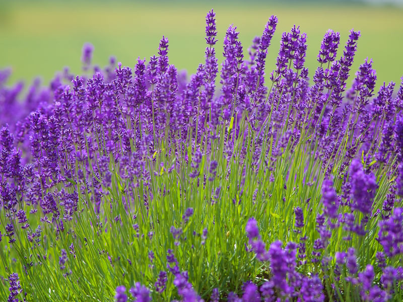 Weirdly often known as English Lavender, even though it's native to the Mediterranean, Lavender provides attractive silvery foliage year-round before bursting into glorious purple blooms throughout July and August. It loves sunny borders, needs little in the way of rainfall (although in Scotland that might not be an issue) and is a favourite for butterflies and beeds. You can dry the flowers and use them to add fragrance to drawers and cupboards - it even keeps moths away from clothes.