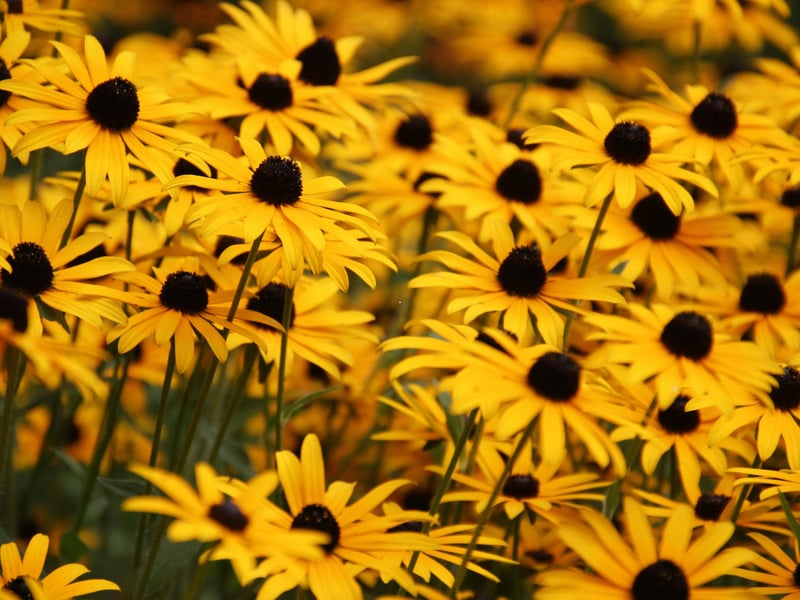 The evocative and descriptively-named Black-eyed Susan produces bright golden petals surrounding dark central 'eyes' in late summer. Native to North America, it's a close relative of the sunflower. A word of caution though - it's toxic to cats.