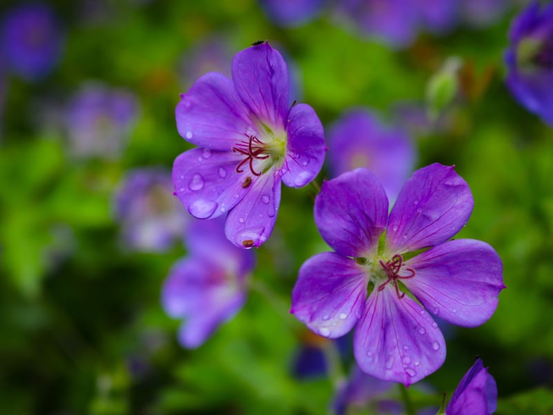 The pretty Cranesbill is one of the longest-flowering and hardiest geraniums - capable of blossoming in even the most variable of Scottish summers. These wonderful and sun-loving plants will provide you with flowers all the way from late spring to the middle of autumn - real value for money.