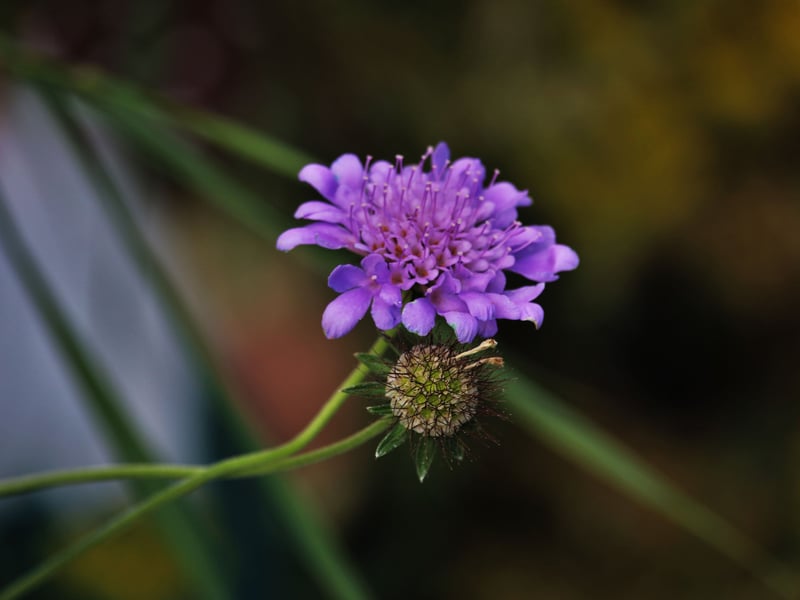 Moths are big fans of the Pincushion Flower and can often be seen feeding on them at dusk. Gardeners should be similarly smitten, with the 'Butterfly Blue variety of Scabiosa ideal for the front of borders, with purple blooms appearing from July to September. Other varieties of this UK native can flower as long as April to November.
