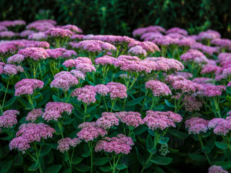 There are numerous types of Stonecrop, or Sedum, but the ‘Autumn Joy’ variety is one of the best for well-drained and sunny Scottish borders. Its clusters of pink flowers are long-lasting, deepening to a lovely coppery colour in autumn.