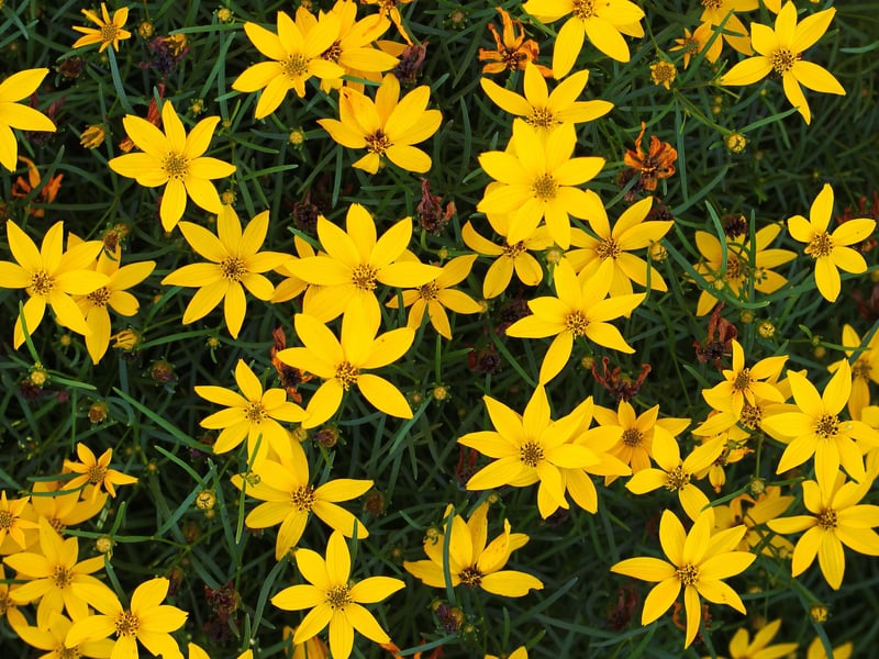 For flowers as yellow as the sun that warms them, the Threadleaf Coreopsis is a perfect plant for sunny areas of Scottish gardens. Incredibly low maintenance, it will even thrive in dry and poor-quality soil.