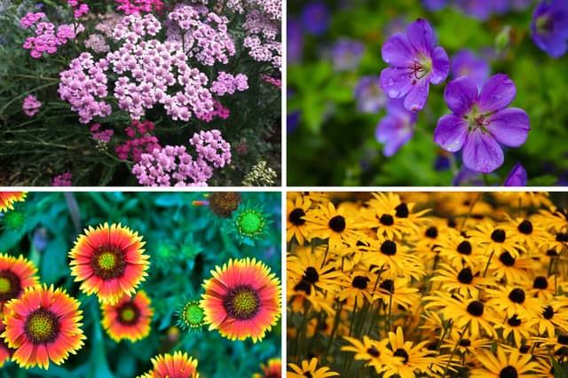 These flowering plants all love the sun.