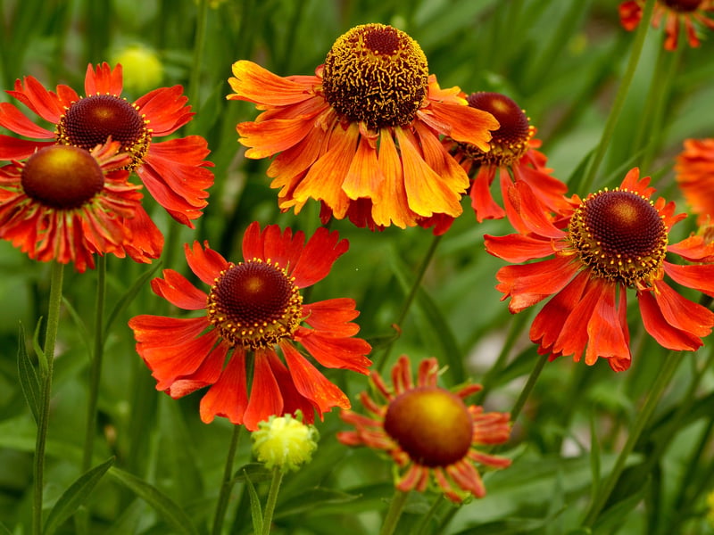 It may not have the prettiest of names, but Sneezeweed offers vibrant orange flowers from mid-summer through autumn. These hardy perennials love the sun - and well-drained Scottish borders.