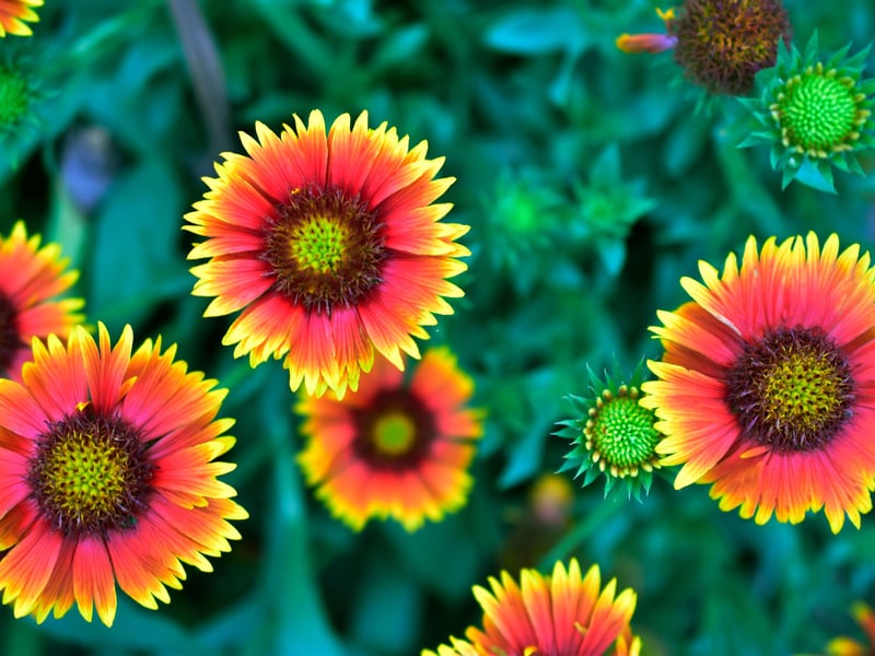 Named after the brightly patterned blankets made by Native Americans, the Blanket Flower is as comfortable in Scotland as it is in North America. Its rich red petals with golden centers provide a great display in sunny sport. It's a particularly good fit for the sandy soils of coastal gardens.
