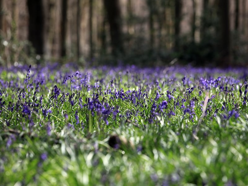 This ancient woodland, situated along Loch Ness is home to some of the largest specimens of Wellingtonia, Lawson’s cypress and Douglas fir in Britain. There’s also a series of marked walks, making this a great place for bluebell spotting this spring.