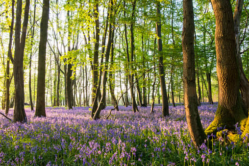 This broadleaved woodland lines the steep north bank of the River Carron which boasts dippers, otters and kingfishers, and is alive with wild flowers in spring and summer.