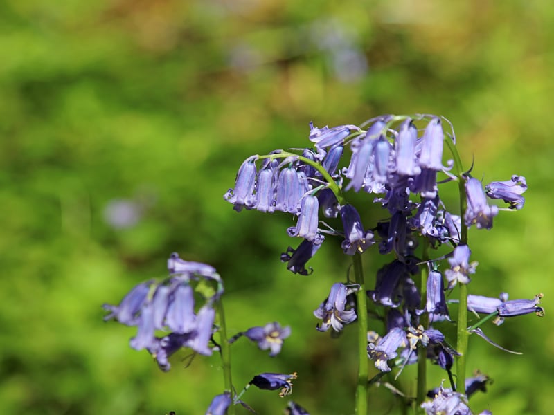 Located by the beautiful Loch Creran, visitors to this Celtic woodland can not only enjoy wild flowers, including bluebells but also watch wildlife such as otters, herons and butterflies.