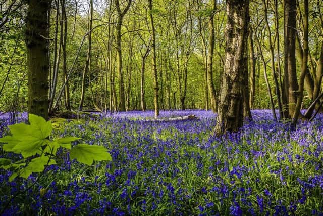 As the name suggests, this woodland is an ideal place to spot some bluebells this spring. It is also one of the largest oak woodlands in Scotland, and was previously known as Ballathie Bluebell Wood.