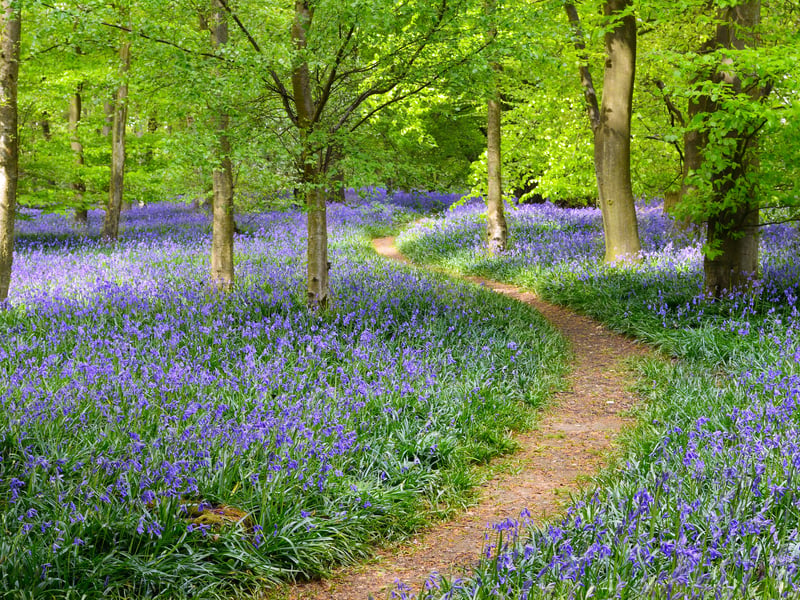 Glen Finglas is the Woodland Trust’s largest site and an ideal location for a family day out thanks to its range of wildlife, including red deer and golden eagles.

There’s also stunning scenery thanks to the rolling hills, lochs, heaths, hidden glens and, of course, bluebell meadows.