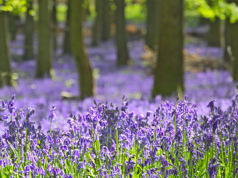 Keil’s Den is one of the best places to spot bluebells in Fife as this ancient gorge woodland is blanketed with the delicate flowers, which bloom alongside dog’s mercury and wild garlic.
There’s a good network for paths for exploring the woodland, as well as a small parking area with benches by the Keil Burn.
