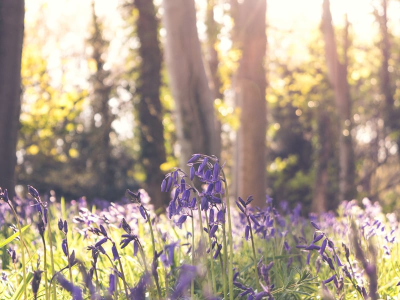 This ancient woodland, which was shown on a map drawn by General Roy after the Jacobite uprising of 1750, is home to a mix of broad-leafs, conifers, bluebells and buzzards.
With two marked routes that have rough paths, good walking footwear is essential when visiting.