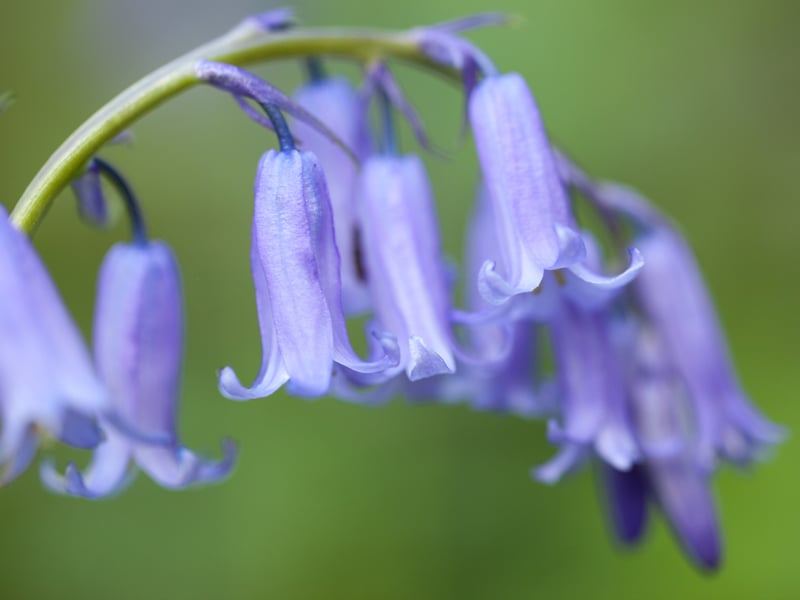Kids will love this ancient woodland as it has a magical feel to it thanks to features such as bubbling streams and the remains of an Iron Age hill fort.
From April there are carpets of bluebells and ramson in May. There is also a rich variety of other woodland plants and abundant wildlife, including chaffinch, treecreeper and wren.