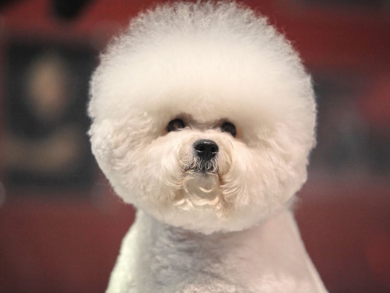 The cute and mischevious Bichon Frise may look incredibly fluffy, but its curls are very low-shedding.