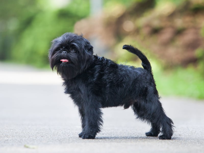The Affenpinscher, also known as a Monkey Terrier, has fairly wirey hair that is less likely to cause problems for allergy sufferers.