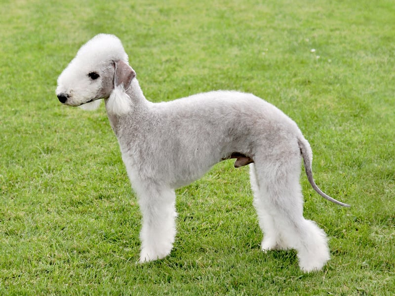 Another breed with a curly non-shedding hypoallergenic coat, the Bedlington Terrier has in the past been used as a hunting dog, a companion dog and a racing dog.