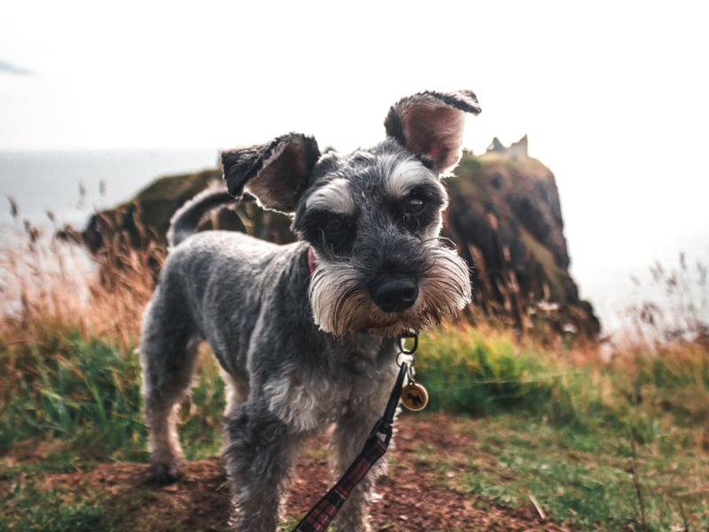 Schnauzers come in three sizes - giant, standard and miniature. It's the diminutive Miniature Schnauzer that has the most hypoallergenic coat out of the three. 