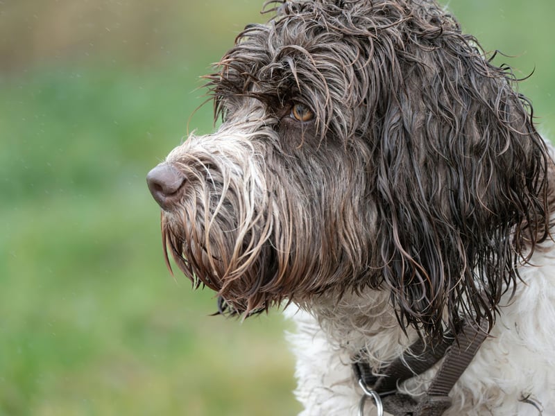 While the Portuguese Water Dog does shed hair, its relatively thick and highly seasonal, so a regular grooming regime will keep allergy sufferers from suffering.