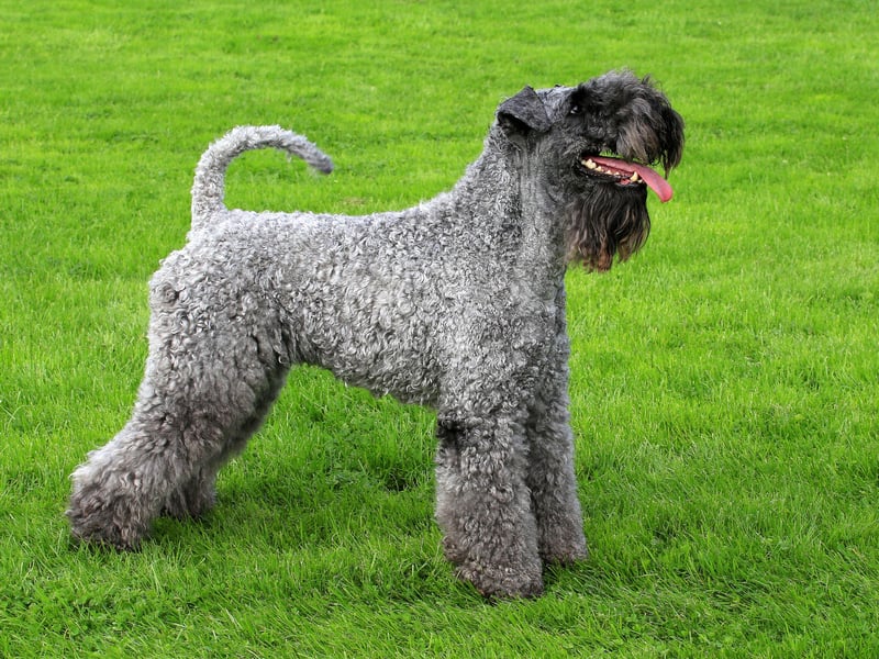 Originally bred in Ireland to control vermin, the Kerry Blue is a medium-sized terrier with a soft, curly coat that doesn’t shed. It’s intelligent, loyal, and needs regular grooming—perfect for allergy sufferers who want an energetic, affectionate dog.