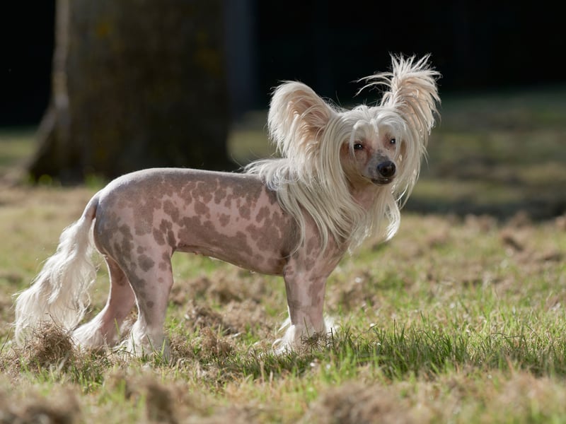 One way to avoid dog hair is to get a pet that doesn't have any! That's the case with the Chinese Crested Dog, who are also known for their playful and affectionate nature.