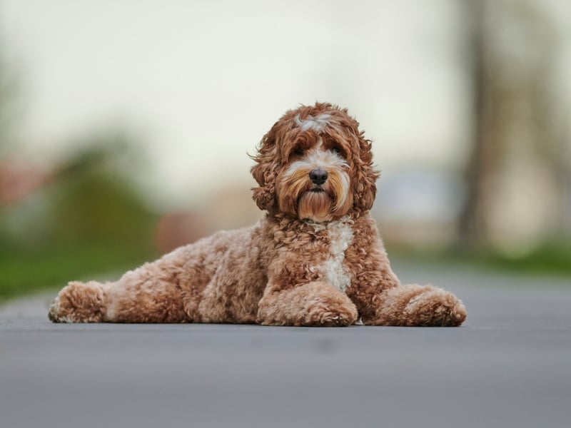 OK, the Labradoodle is a crossbreed rather than a pedigree dog, but we couldn't bear to leave these teddy bears off this list. The Labrador Retriever may be the UK's most popular dog, but they shed a huge amount of hair. The Labradoodle is a mix of a Labrador and the far more hypoallergenic Poodle, making the dog shed far less hair and less likely to trigger your allergies. Other Poodle crossbreeds such as Cockapoos and Goldendoodles are also good for allergy sufferers.
