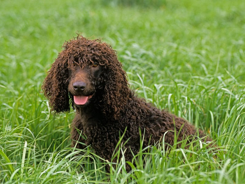 Sporting tight curls and a water-resistant coat, this spaniel is a lively, loyal hunting companion. Minimal shedding and grooming help reduce allergens, ideal for active allergy-sensitive households.