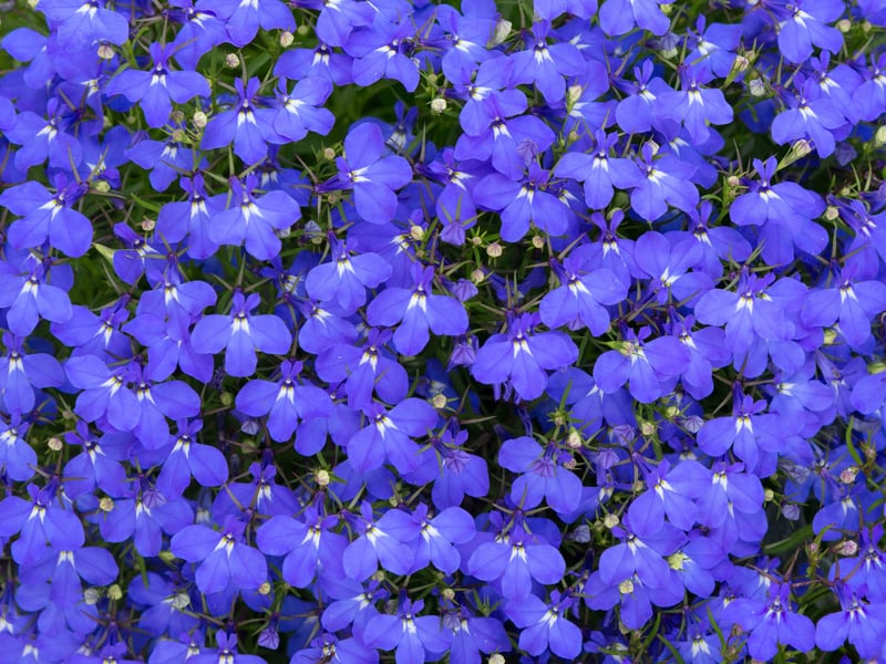 The glorious trailing Lobelia produces masses of tiny blue, white, or purple flowers and positively thrives in the cool, damp conditions otherwise known as a Scottish summer. It is ideal for softening the edges of window boxes and flowers prolifically all the way from late spring to early autumn - offering great value for money.