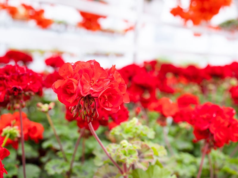 Often (mistakenly) refered to as Geraniums, Pelargoniums offer vibrant summer color and will flower even in breezy, coastal Scottish conditions. Their drought-tolerance also helps during unexpected dry spells, while their upright or trailing forms suit any window box.