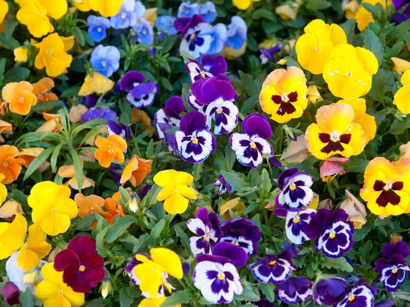 From the same group of plants as the Viola, but with larger flowers, Pansies come in a wide range of colours and are equally resiliant making them a great choice for Scottish window boxes. Perfect for cooler climates, pansies provide bold, colorful blooms through spring and autumn.