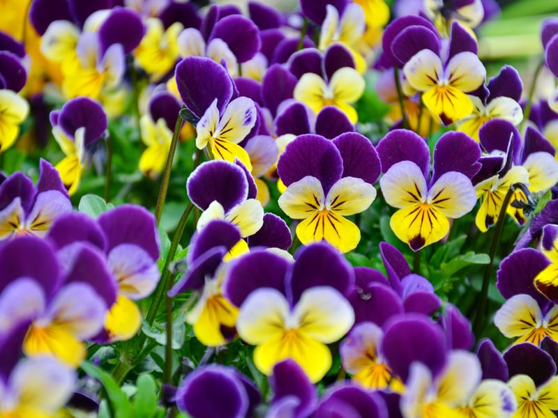 Hardy and cheerful, violas bloom for months even in the notoriously-fickle Scottish weather. They tolerate partial shade and bring vivid splashes of purple, yellow, and blue to any window box.