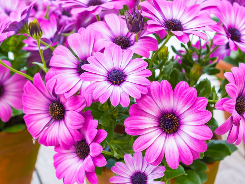  Despite their African origin, hardy varieties  of Osteospermum (otherwise known as the African Daisy) thrive in cool and even windy conditions. Their daisy-like flowers close at night and during heavy rain but reopen beautifully in sun.