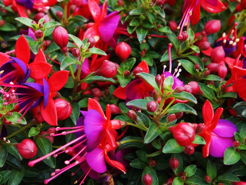 The surprisingly exotic-looking Fuchsia positively loves Scotland’s cooler summers and are happy to live in partial shade. Their elegant, dangling flowers come in pinks, purples, and whites, adding a romantic and dramatic touch to windowledge displays.