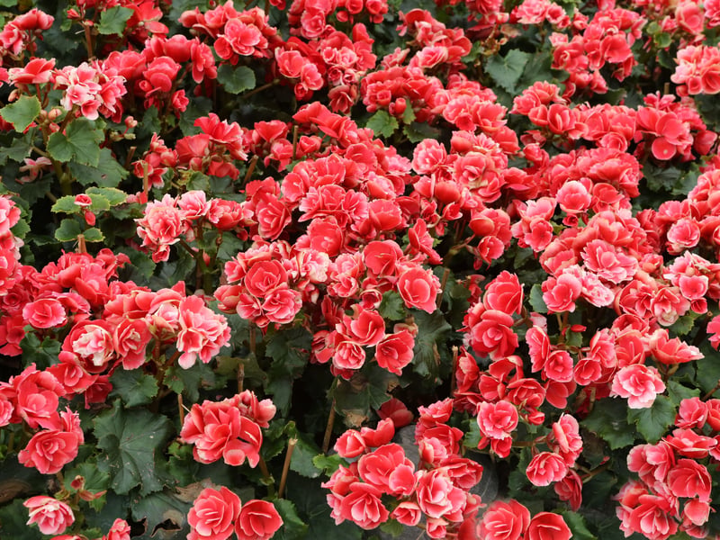 Tuberous begonias produce large, ruffled blooms in a rainbow of bright and cheery shades. They tolerate the long periods without sunshine common to the Scottish climate and provide colour outside your windown even when skies are overcast. They perform best in partial shade and flower all summer.