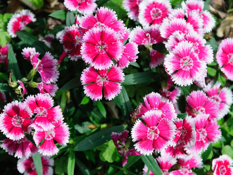 The sweet-smelling flowers of the Dianthus love cooler temperatures and well-drained soil. Dianthus varieties like 'pinks' offer a traditional cottage garden feel perfect for Scottish window boxes