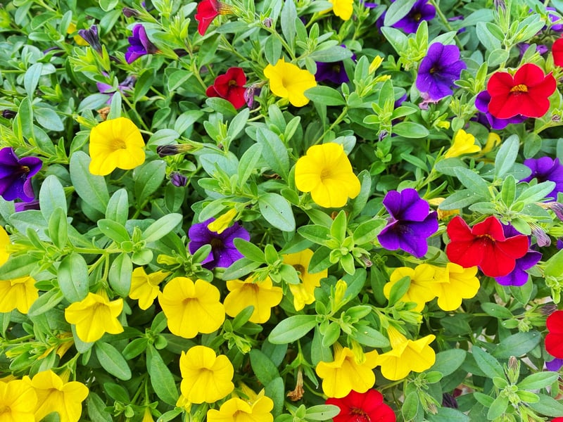 The Calibrachoa, often known as Million Bells, resembles miniature petunias and comes in a variety of colours, including yellow, red and purple. It’s ideal for trailing over window boxes, offering months of bright, cheerful color with minimal fuss.