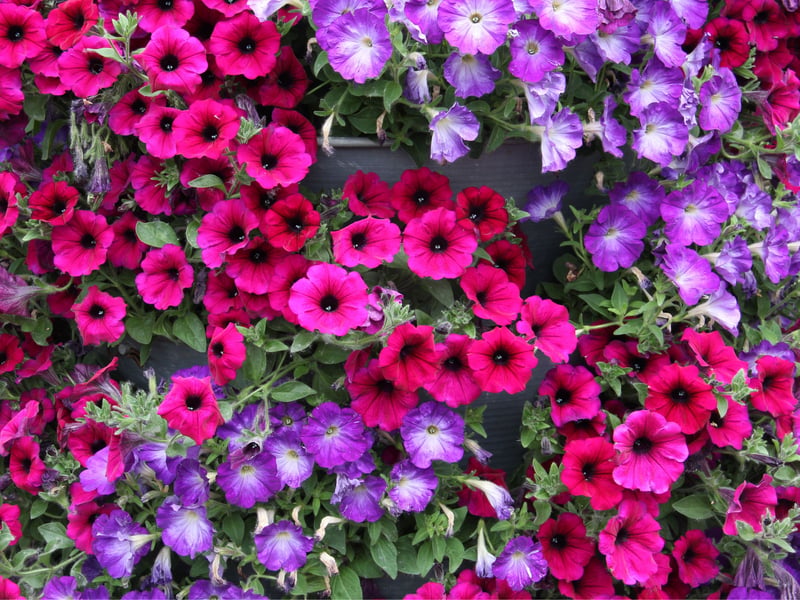 With their bold and distinctive trumpet-shaped flowers, petunias offer a striking display in window boxes (or hanging baskets). They need regular deadheading to maximise the number of flowers produces and aren't massive fans of heavy rain (neither are we), but their vibrant colors will always brighten the view from your window.