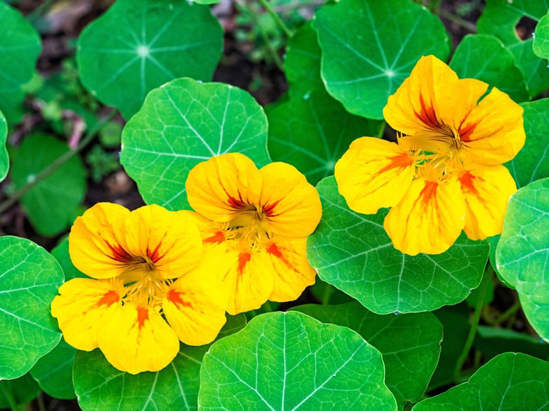Resilient and incredibly fast-growing, nasturtiums are a perfect plant for Scotland’s cool climate. Their vibrant orange, red, and yellow flowers are eye-catching. As a bonus you can add the leaves and flowers to a salad - a homegrown treat you can pick from your window box.