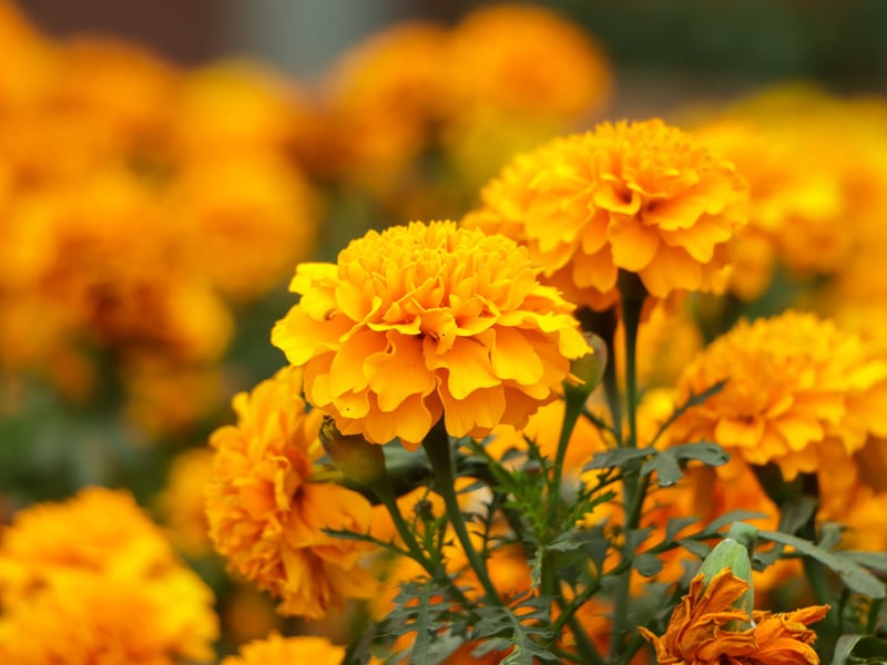 Not only does the Marigold add glorious orange and yellow flowers to a window box, it also is a natural deterrant to pest that may devour other plants. They are the bouncers of the window box world and are tremendously hardy in the face of even extreme weather.