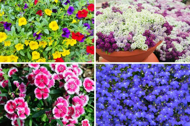These plants all thrive in window boxes.