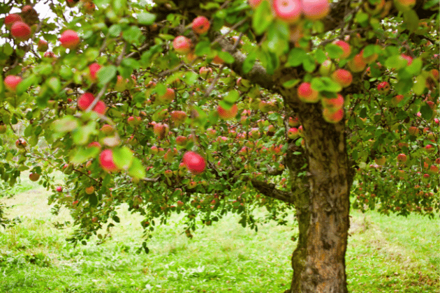 Join the Friends of Drighlington Orchard for a community open day on Saturday, May 3rd, 2025, from 2 pm to 4:30 pm. Enjoy guided tours of the community orchard, along with refreshments, engaging nature trails, and captivating storytelling. 📌 Drighlington Community Orchard, Whitehall Road, Drighlington, Bradford, West Yorkshire, BD11 1BP.
