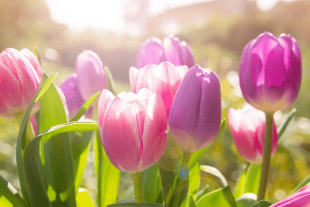 Wander through a breathtaking display of vibrant tulips at the Tulip Festival at Farmer Copleys. This colourful event is open until Monday, May 5th, 2025, offering a perfect opportunity to enjoy the beauty of spring in Pontefract 📌 Ravensknowle Farm, Pontefract, West Yorkshire, WF8 3SH.